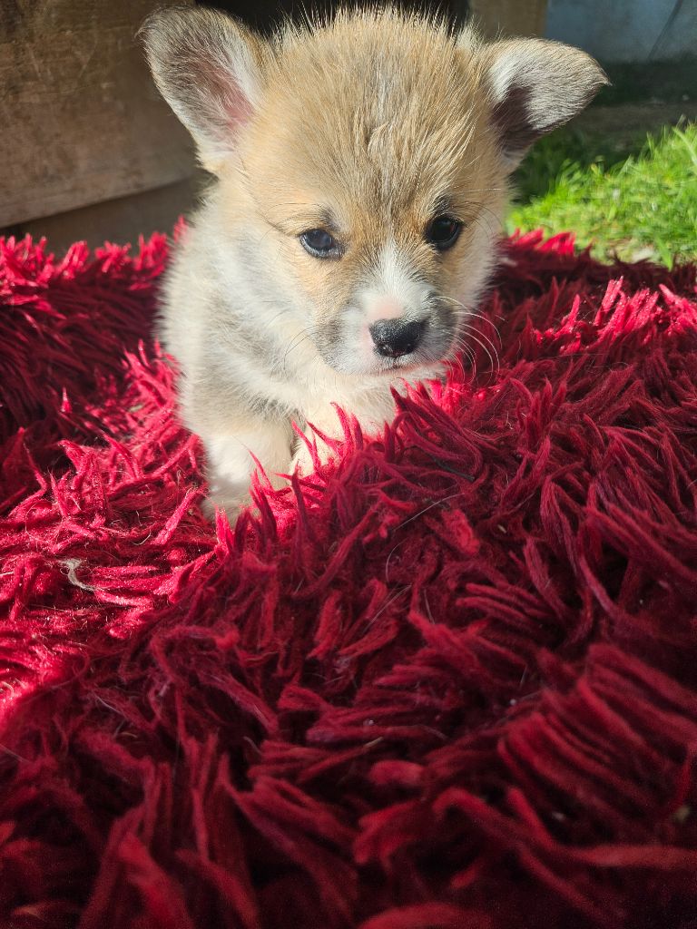 Domaine De Christlisberg - Chiots disponibles - Welsh Corgi Pembroke